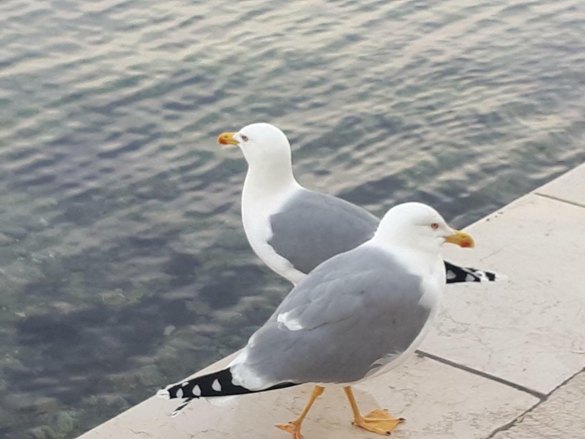 Apartment Sea Melody